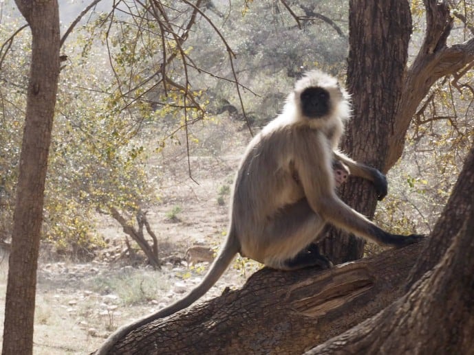 SARISKA TIGER SAFARI