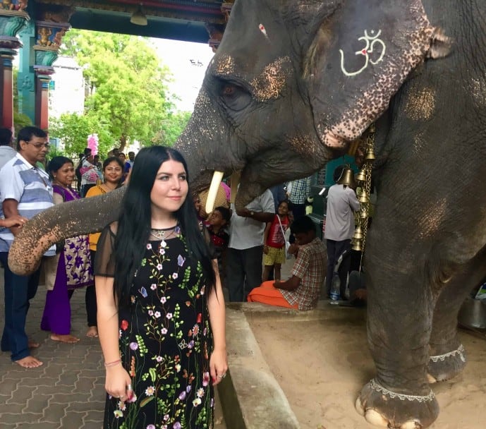 elephant in pondicherry | pondicherry travel guide