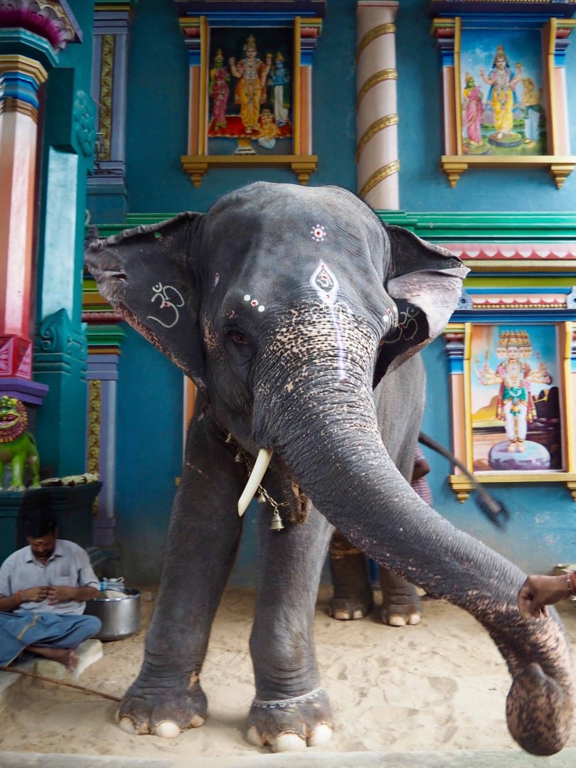 elephant temple pondicherry