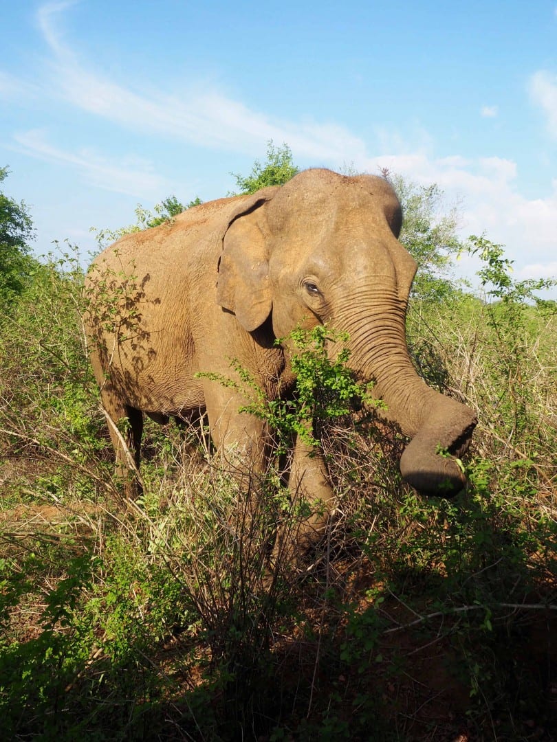 Udawalawe Safari