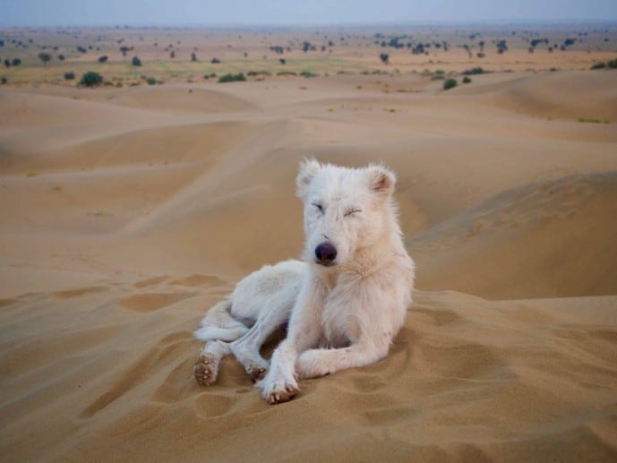 jaisalmer camel safari tips