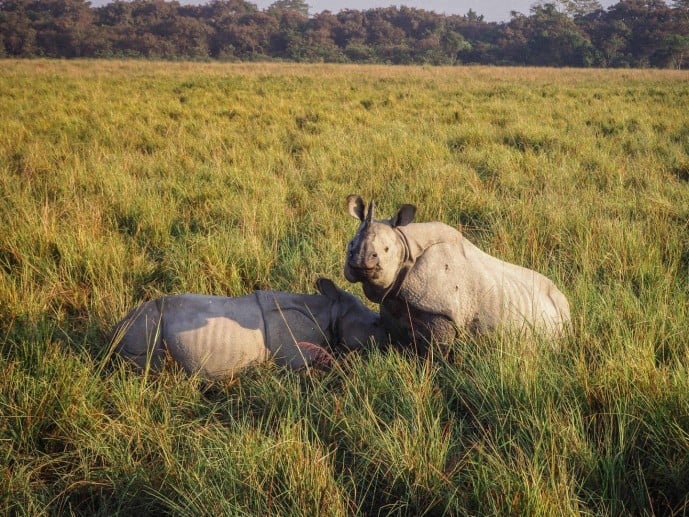 kaziranga national park safari 