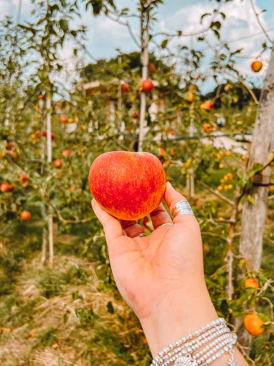 Fruittuin Van West Amsterdam