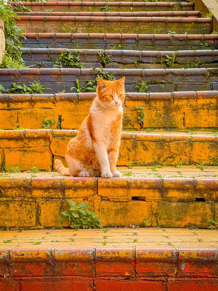 Balat Istanbul Guide (2026) - How to Visit the Colourful Houses! 24 Balat Cats