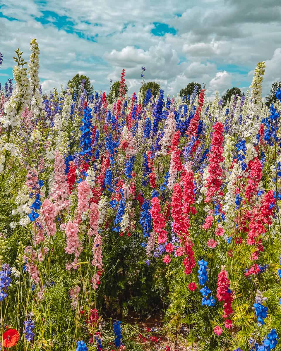 Confetti Flower Field at Wick, Pershore, Worcestershire