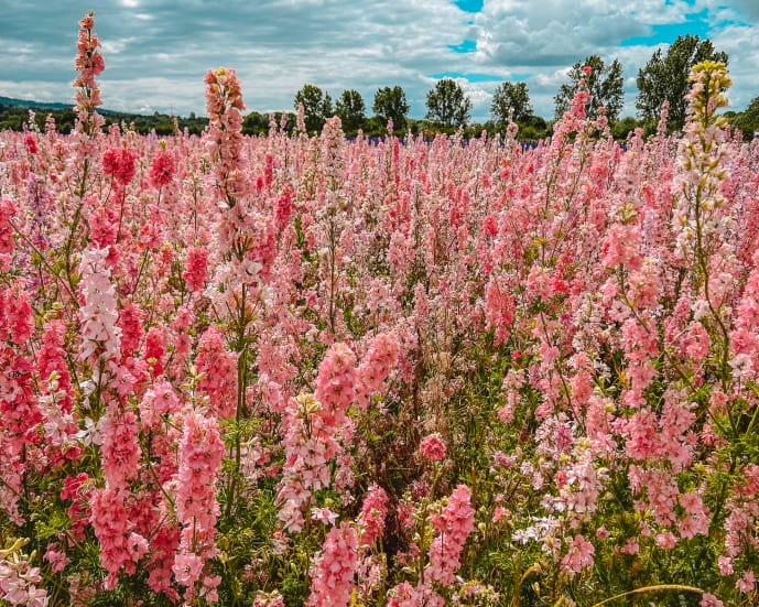 The Confetti Flower Field Open Days - Cotswolds