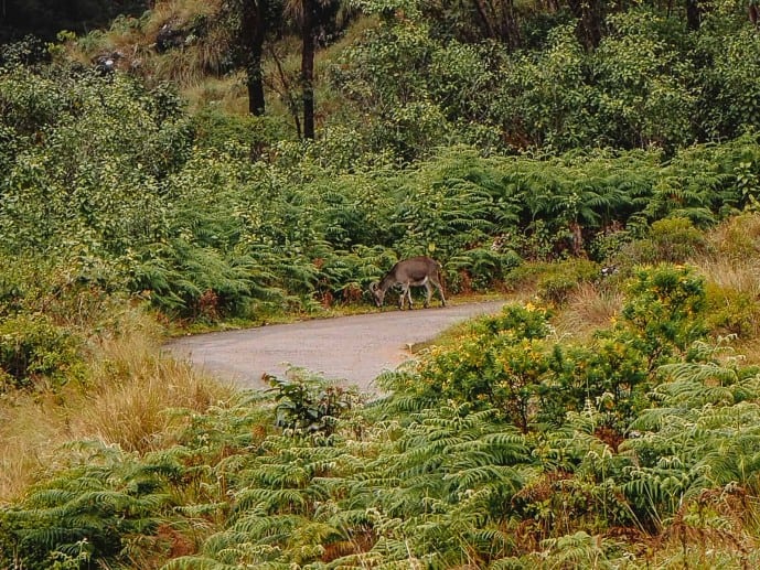 Nilgiri Tahr Deer in Kerala