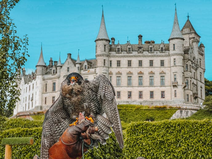 Dunrobin Falconry Display Scotland