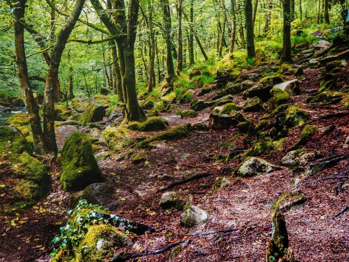 Golitha Falls trail