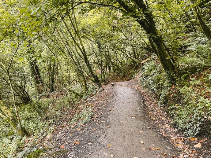 Henrhyd Falls - How to Visit the Batman Filming Location in the Brecon Beacons (2023)! 10 The walk through the forest to Henrhyd Falls