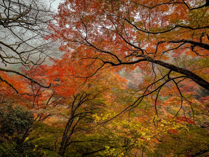 minoh park japan