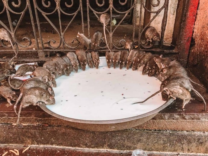 Karni Mata Temple Rat Temple in India Rats drinking milk