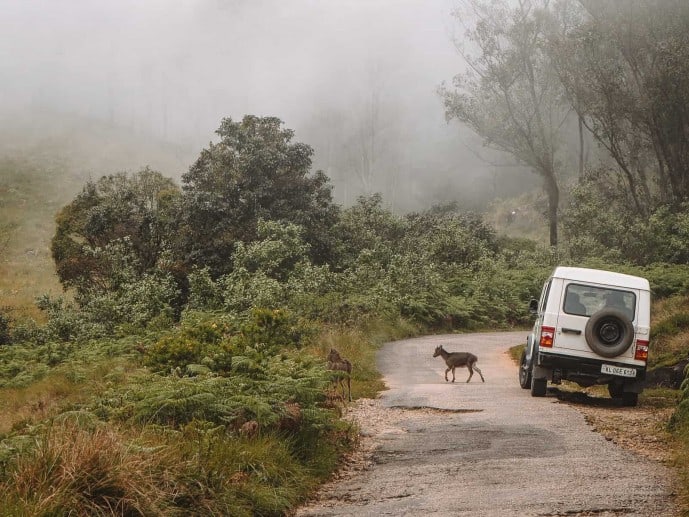  Nilgiri Tahr Deer at Erivakulum National Park