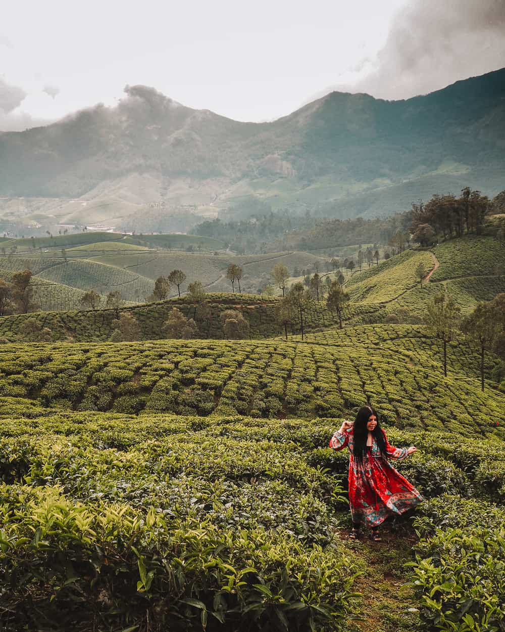 Tea Plantation