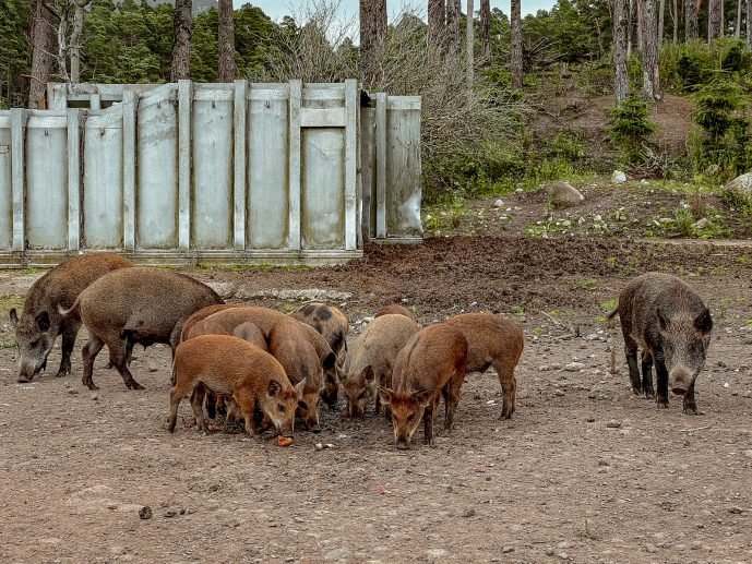 Loch Glass Wild Boar family