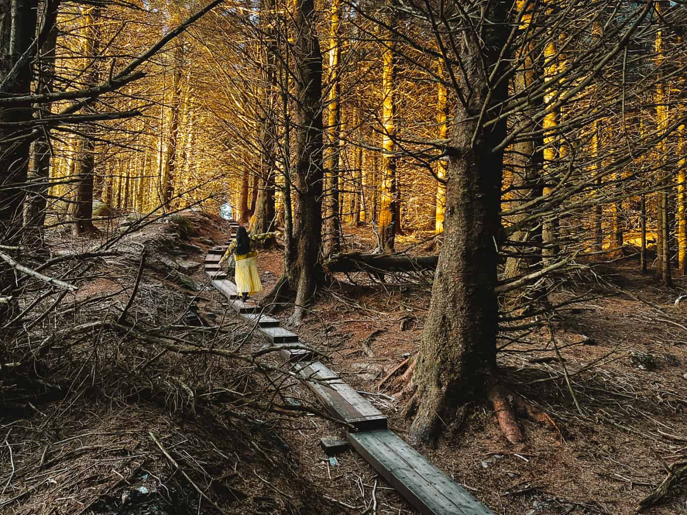 magical-ballinastoe-woods-walk-how-to-find-ballinastoe-boardwalk-2026