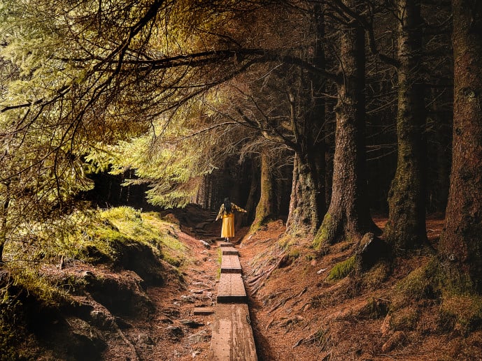 How to Find Ballinastoe Woods Boardwalk Ireland Wicklow