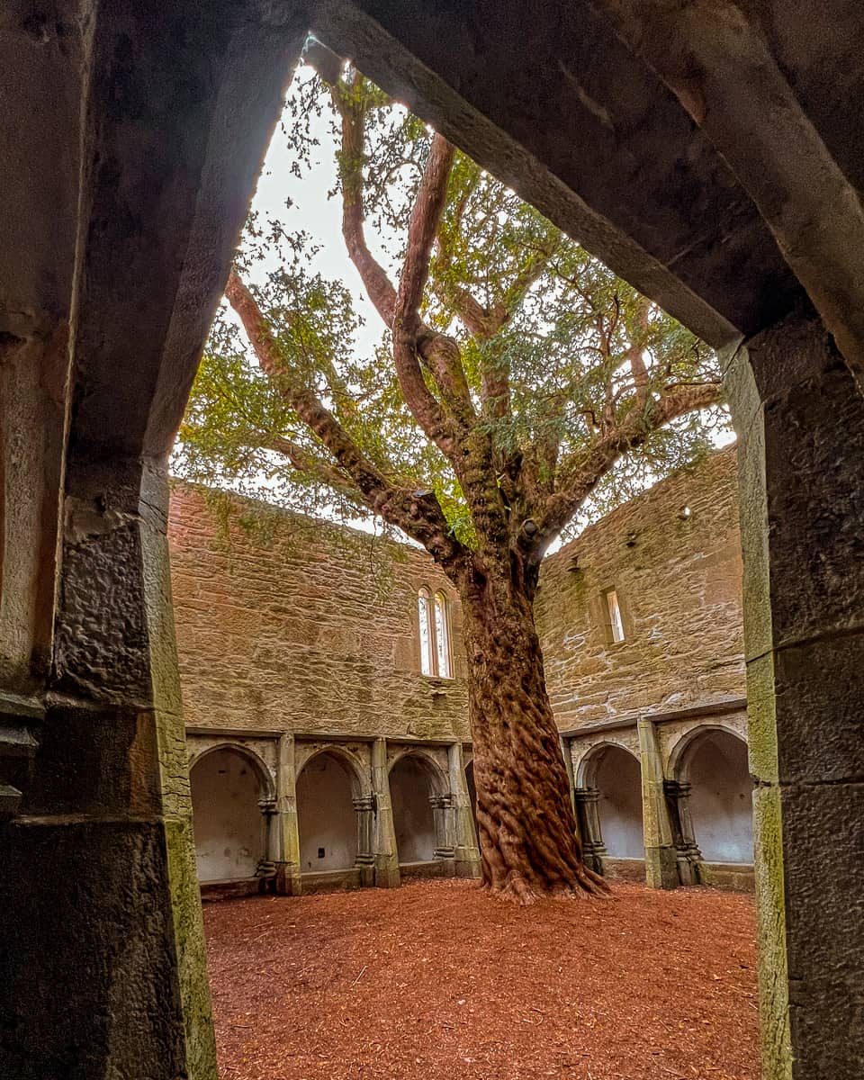 Muckross Abbey tree Ireland 