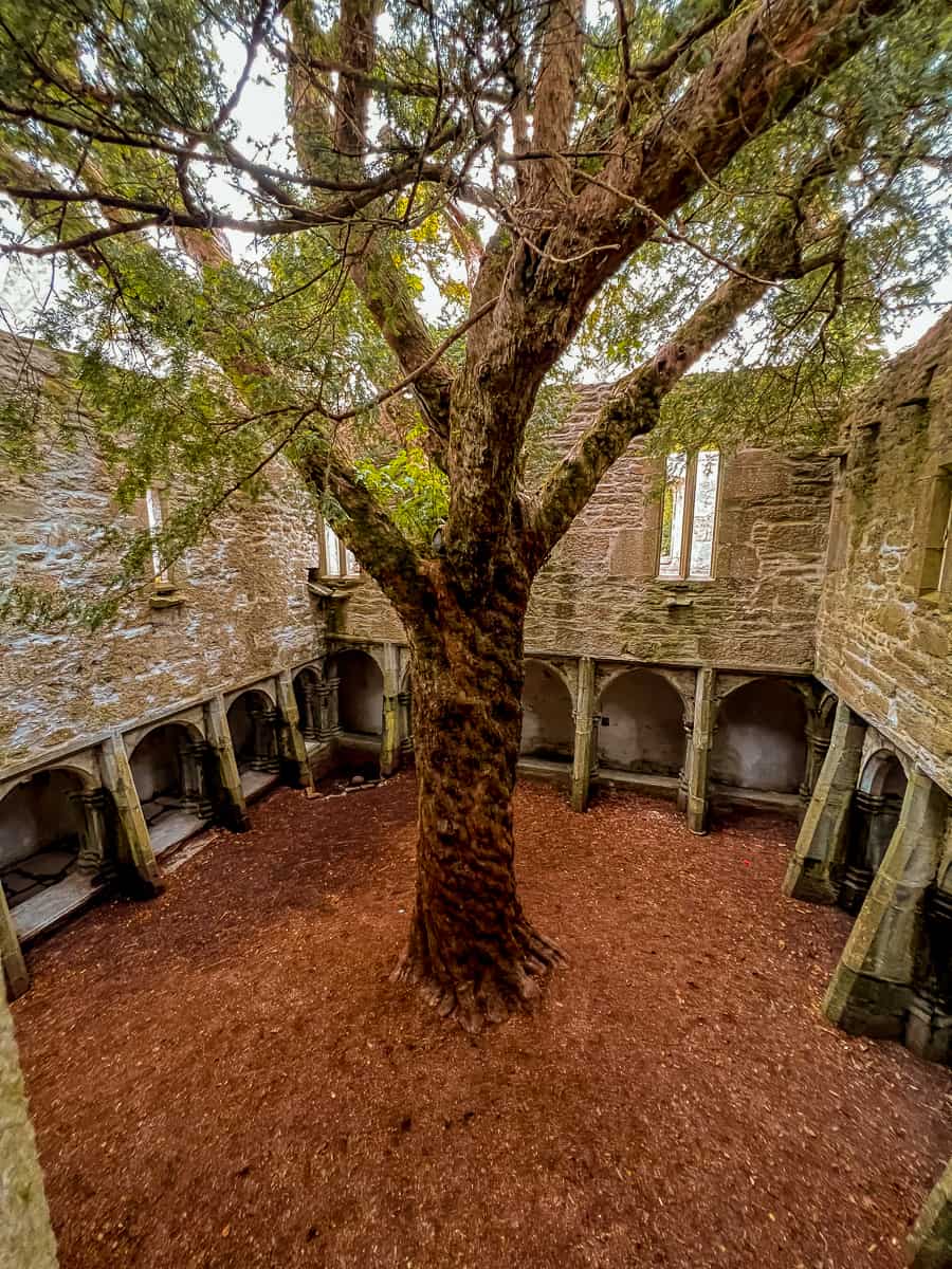 Muckross Abbey (2024) - How To Visit The Magical Ruins & Yew Tree!