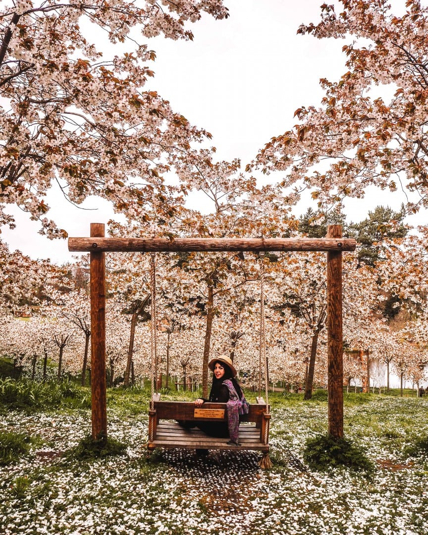 the alnwick garden blossom festival