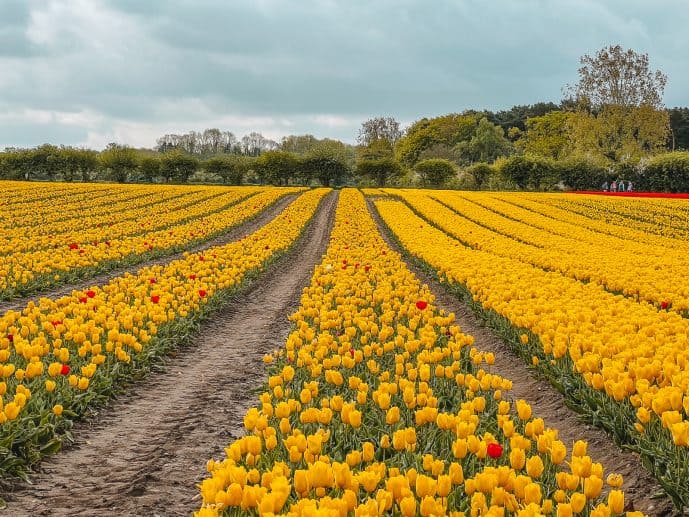 Norfolk Tulip Fields