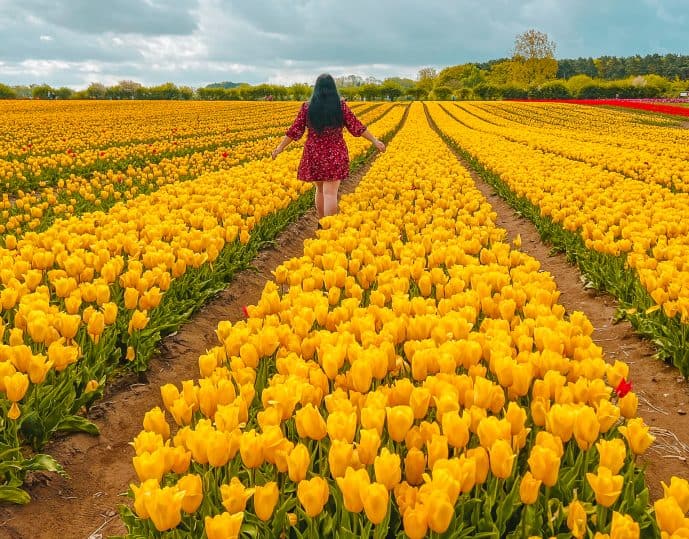 Norfolk Tulip Fields