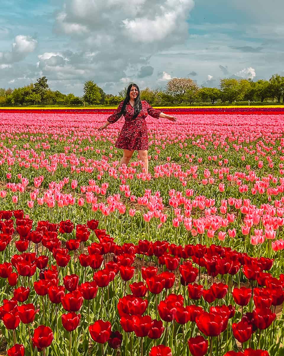 How To Visit Norfolk Tulip Fields In The UK (2024)!