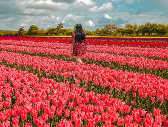 Norfolk Tulip Fields