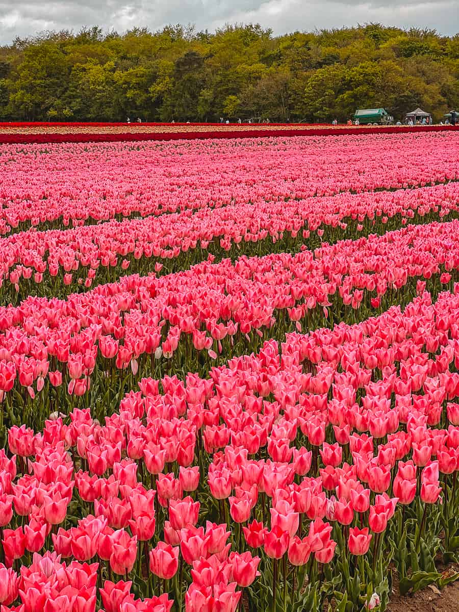 Norfolk Tulip Fields