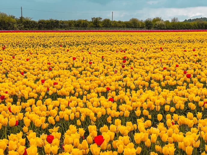 Norfolk Tulip Fields