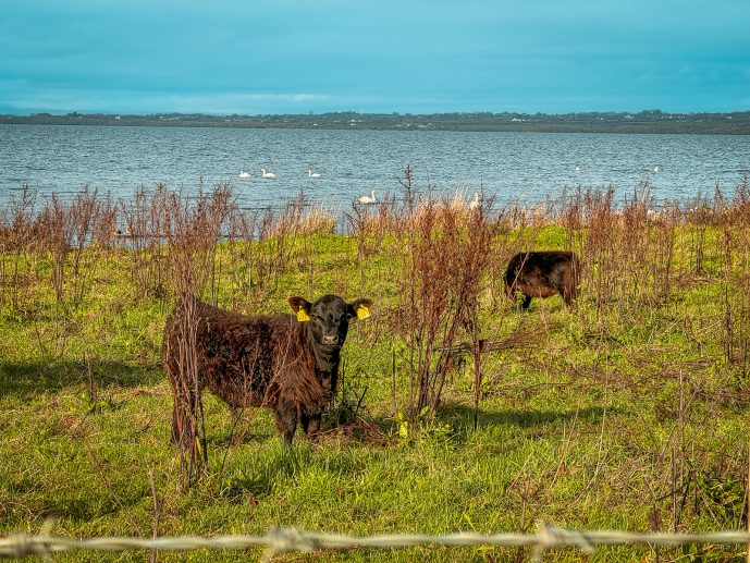 OOD Lough Neagh Mirror Houses