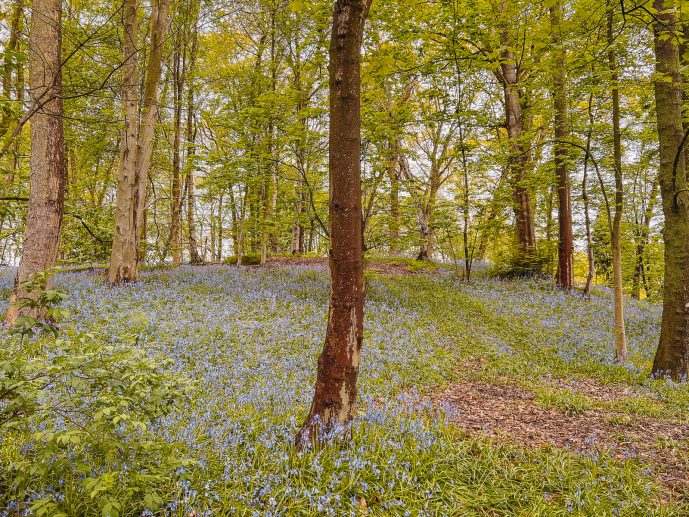 Plumpton Rocks BLuebells