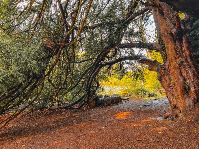 Plumpton Rocks Ancient Yew Tree