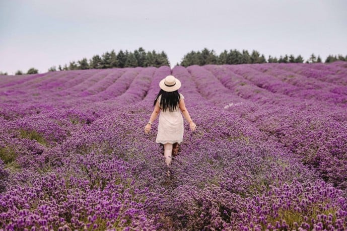 Cotswold Lavender Fields 2024 - 7 Essential Tips Before You Visit!