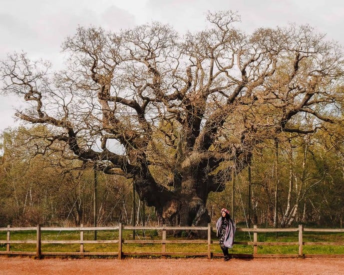 The Major Oak Sherwood Forest