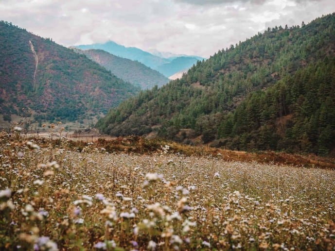 Wildflowers in Sangti Valley