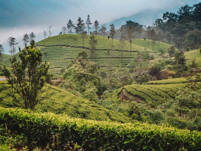  Tea Plantations in Munnar