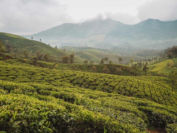 Lockhart Tea Plantation | Tea Plantation in Munnar