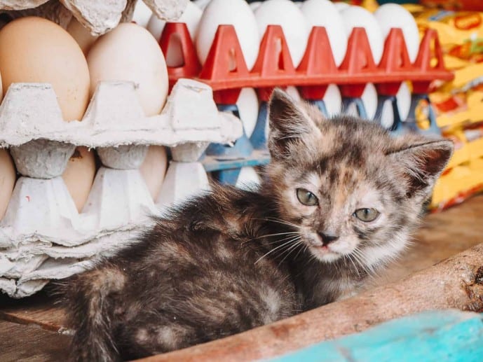 Cute kitten in India