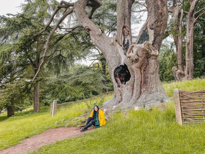 The Harry Potter Tree Blenheim Palace