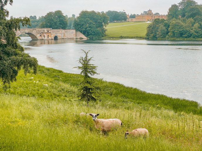 Blenheim Walks and views