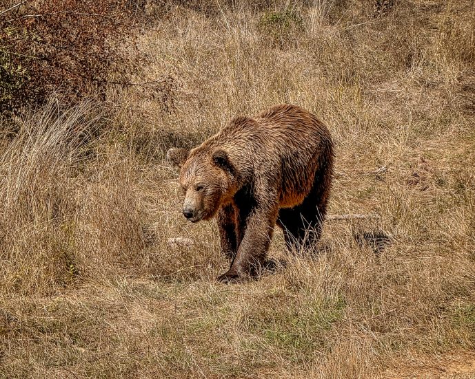 National Library of Kosovo - Is this the Ugliest Building in the World? 22 Pristina Bear Sanctuary