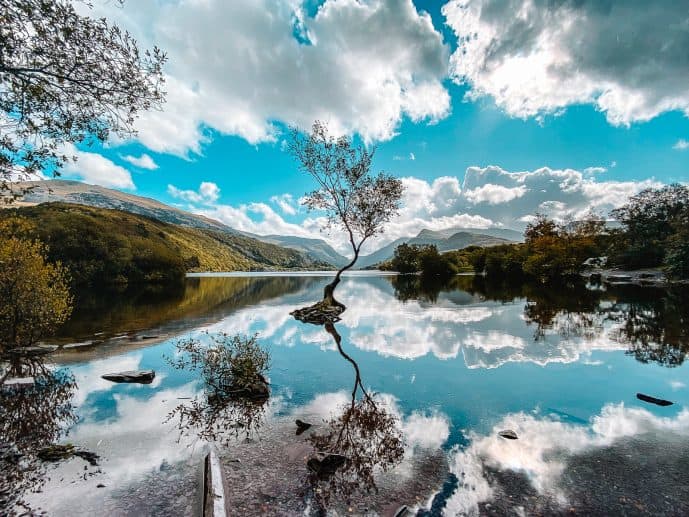 Lonely Tree Llanberis Location Llyn Padarn Snowdonia