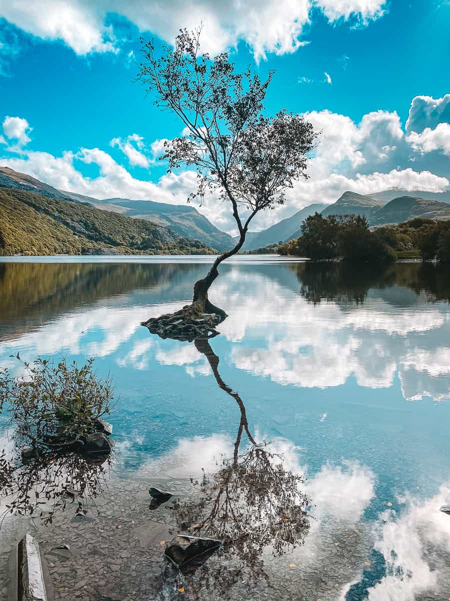 Lonely Tree Llanberis Location - How To Find The Famous Lone Tree In ...