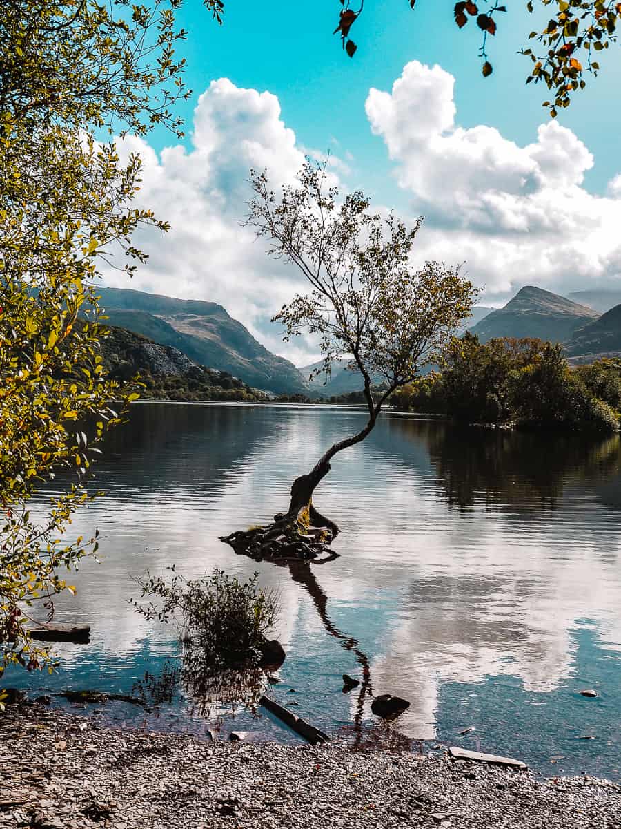 tree llanberis lonely padarn llyn lone snowdonia location famous follow