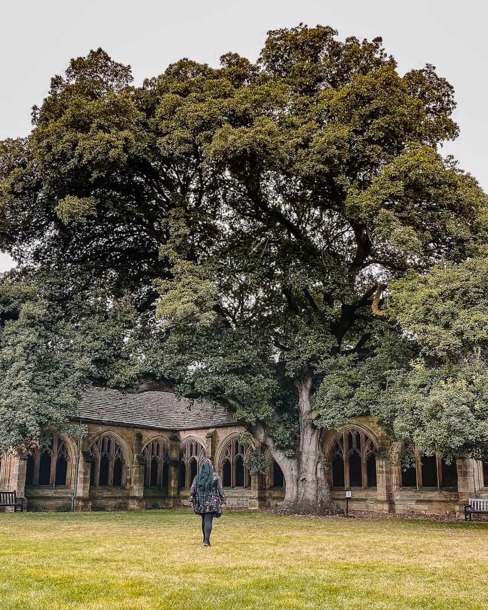 Draco Malfoy Tree New College Oxford