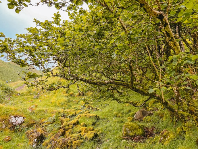 Rowan Trees Fairy Glen Skye