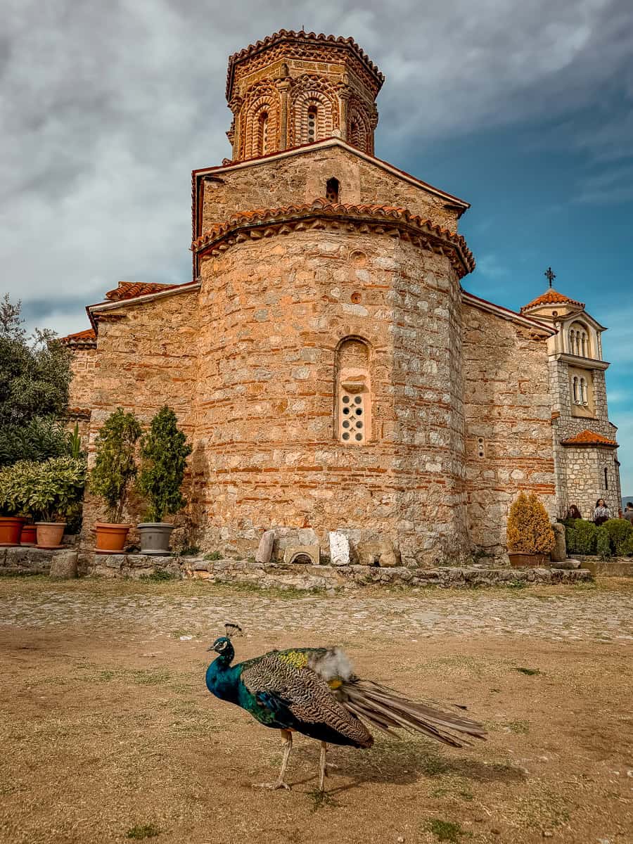 St Naum Monastery Peacock